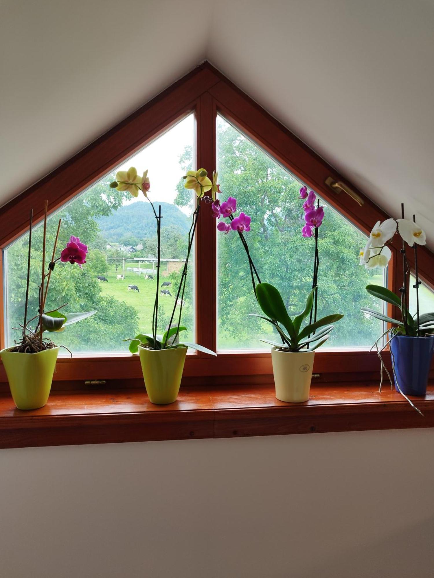Apartma Julia Spodnje Gorje Zewnętrze zdjęcie